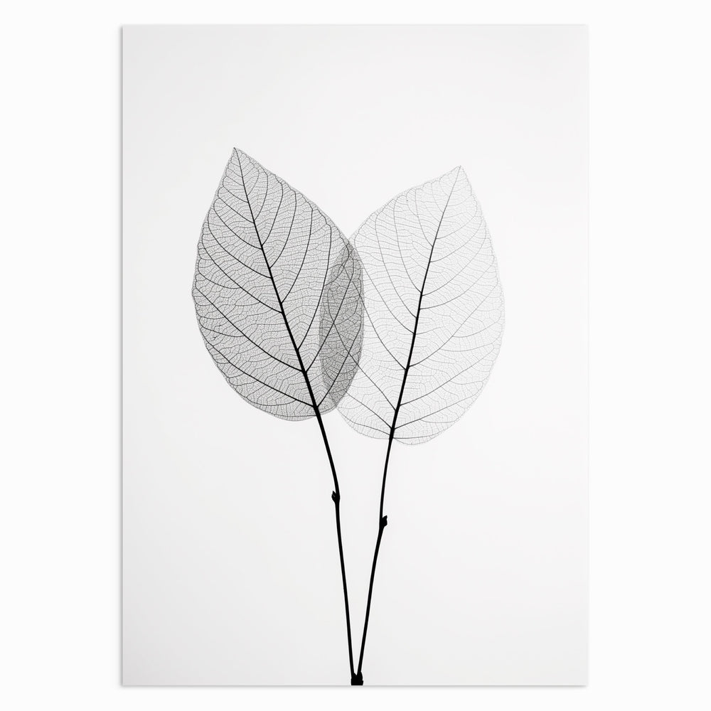 Twin Leaves