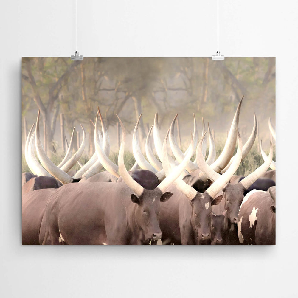 Nguni Cattle Cow African Artwork