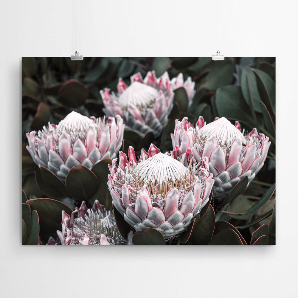 Protea Flower Wall Art Photography