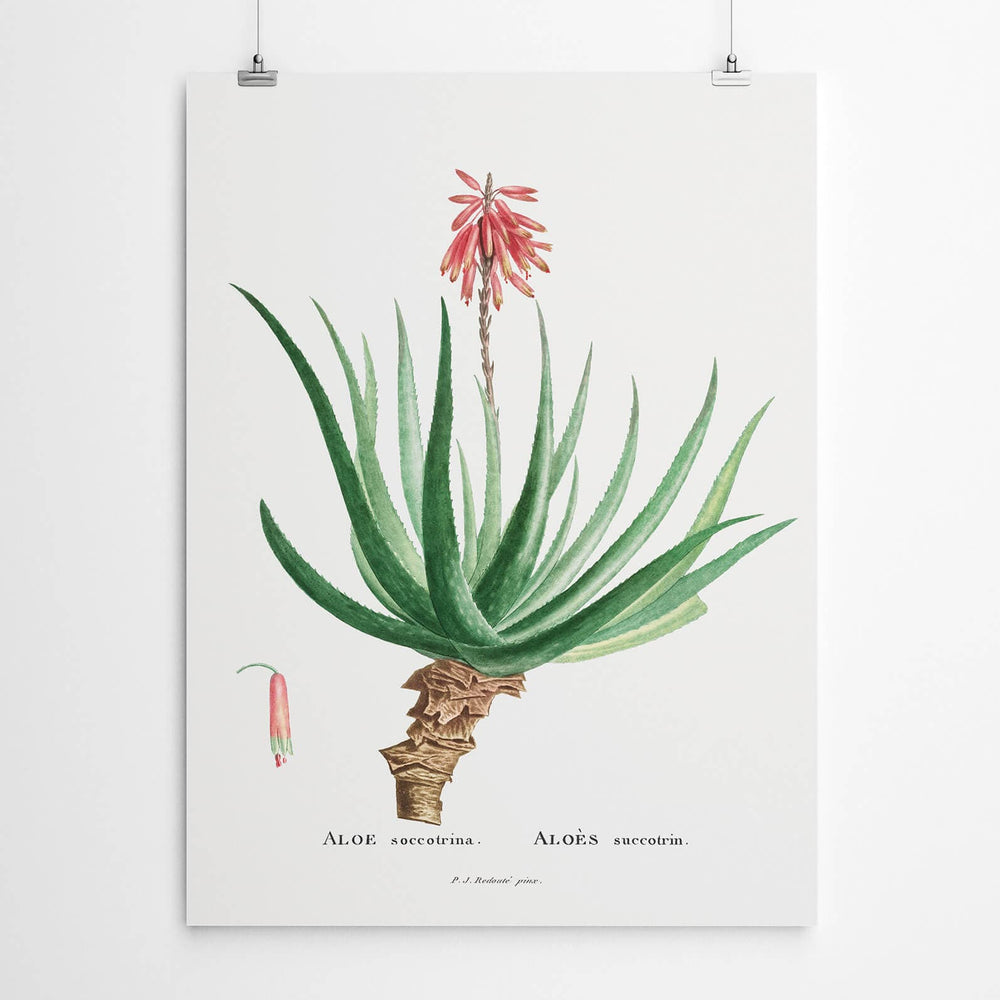 Vintage Aloe Wall Art Print