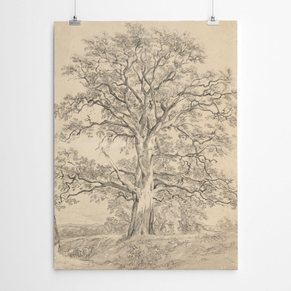 Vintage Tree Charcoal Drawing