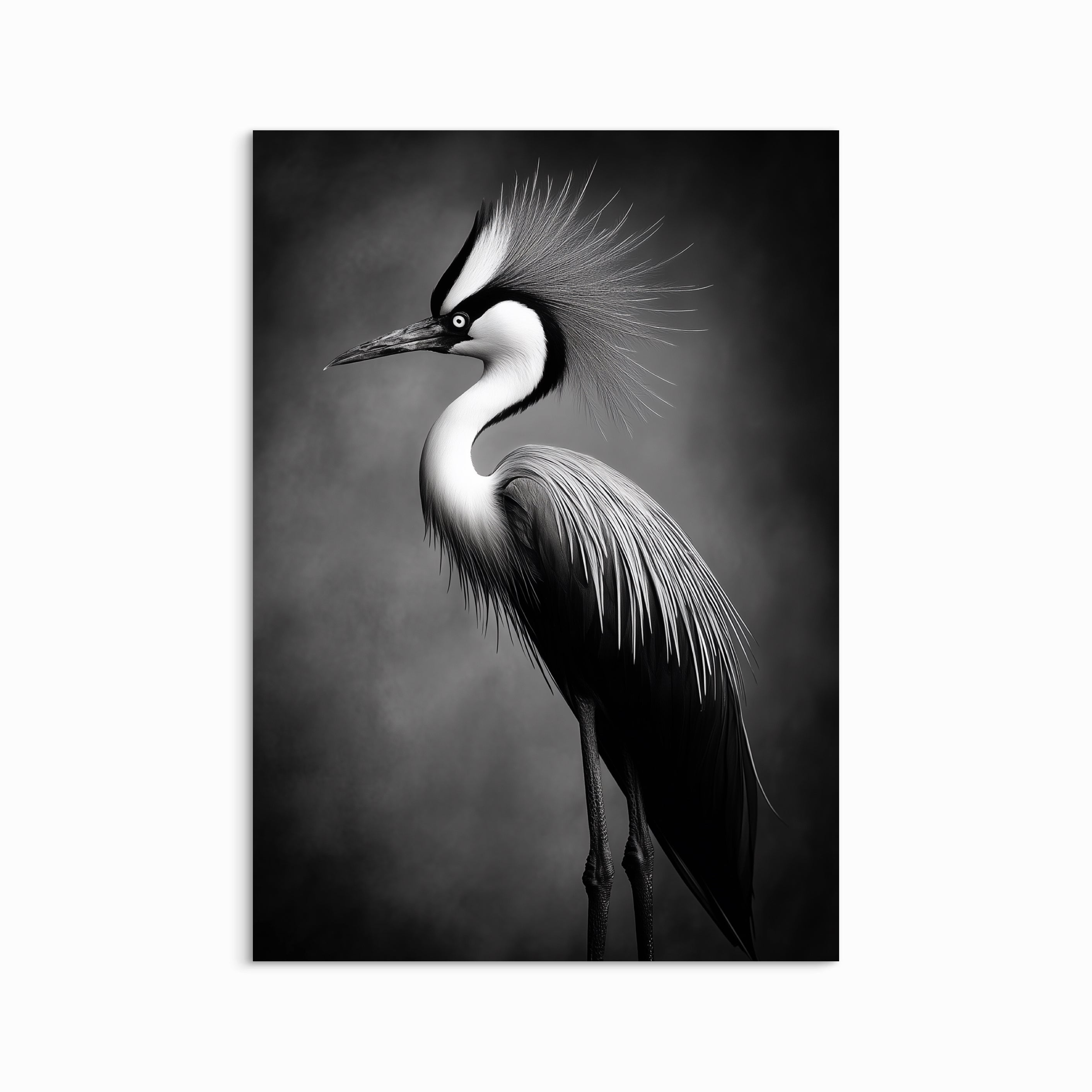 Graceful Heron