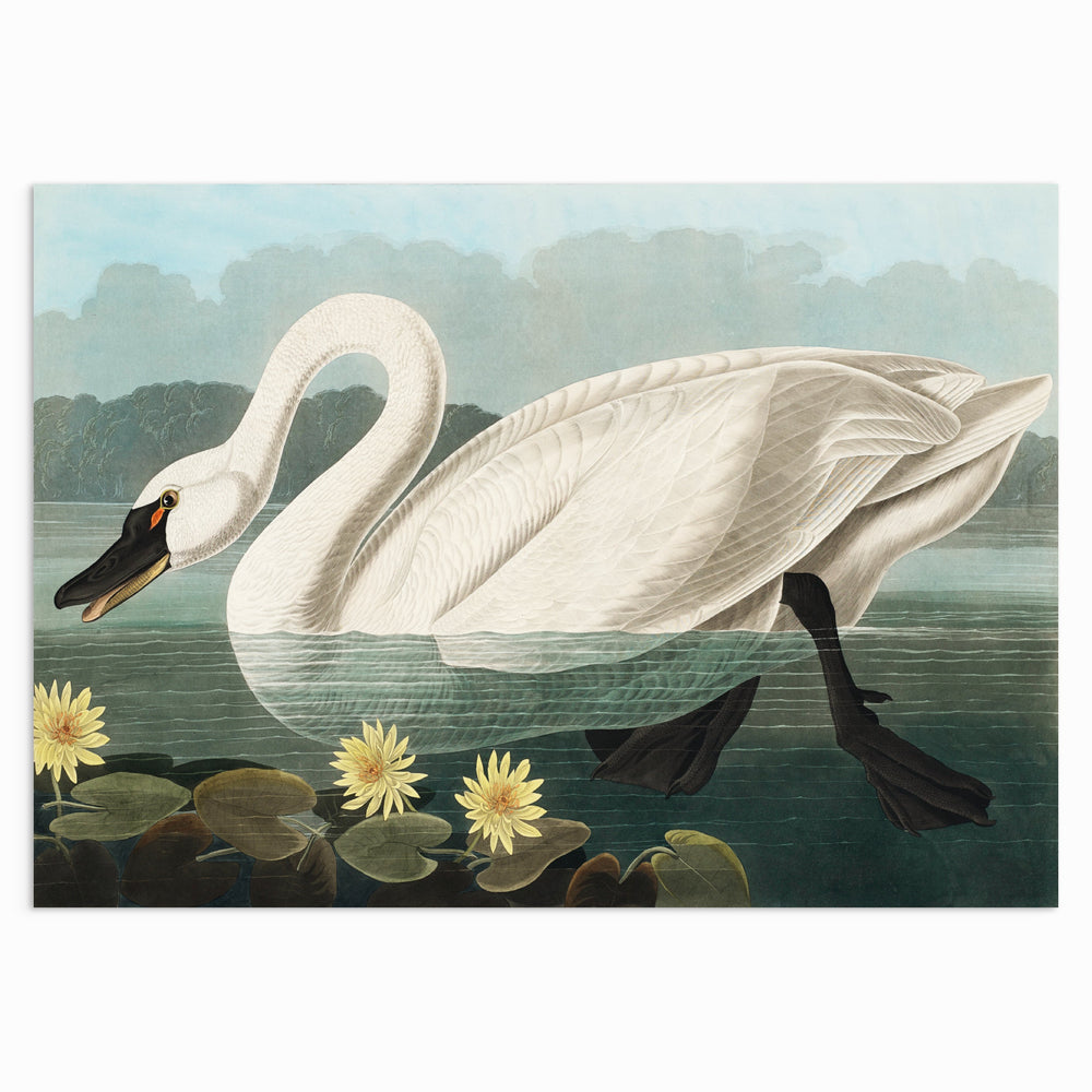 Swan Elegance