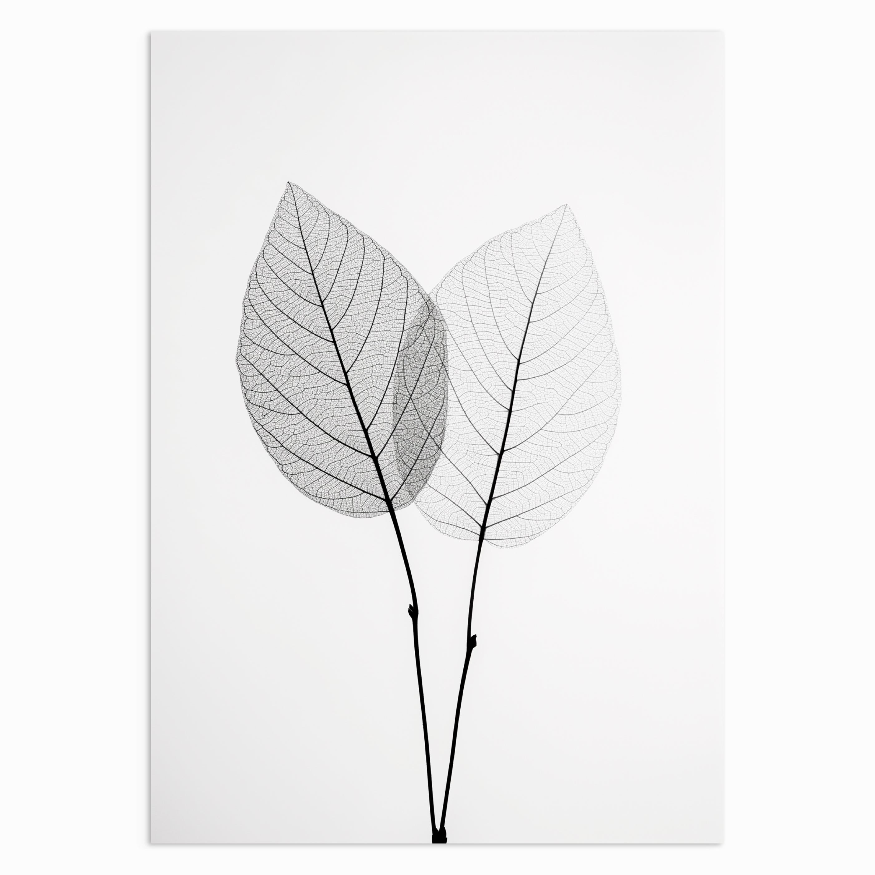 Twin Leaves