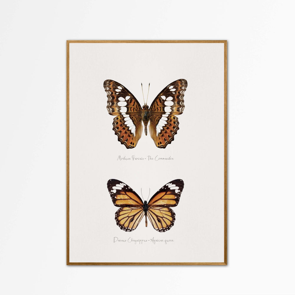 African Monarch Wall Art