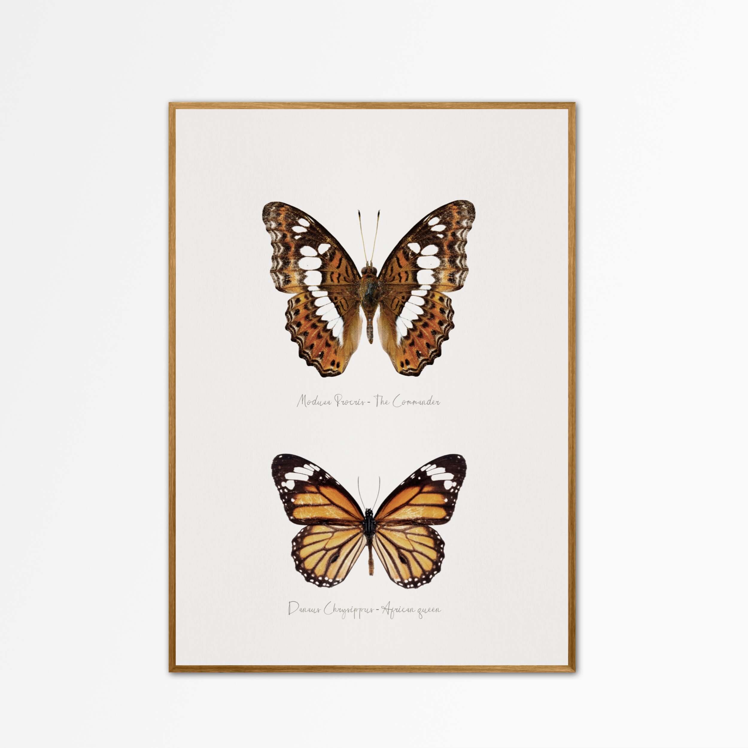 African Monarch Wall Art