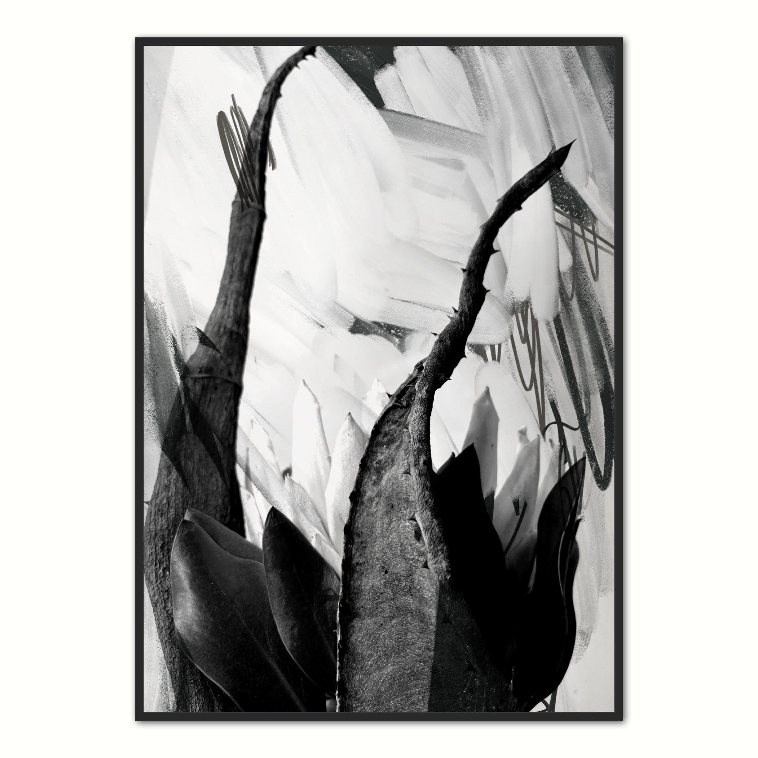 Black and White Abstarct Protea Art