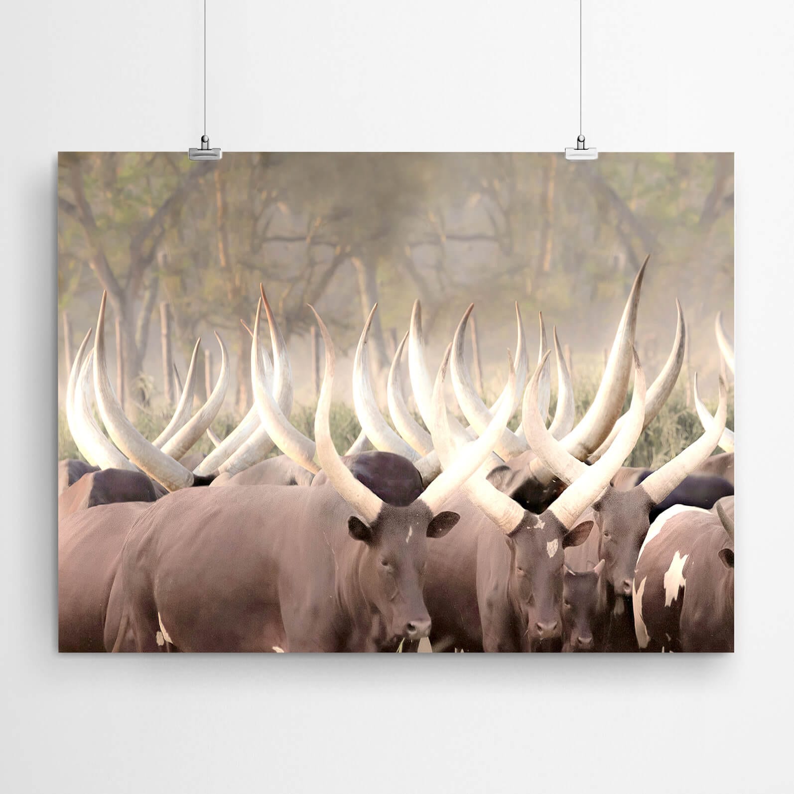 Nguni Cattle Cow African Artwork
