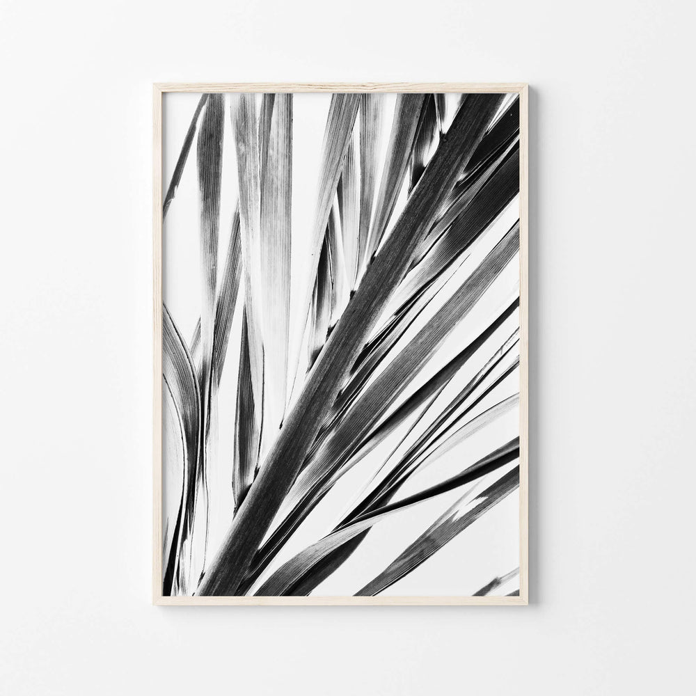 Palm Leaf Wall Art Black And White