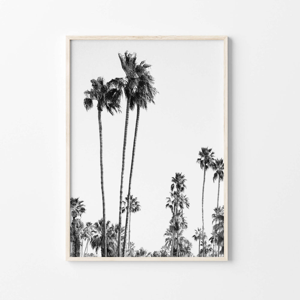Palms Wall Art Print