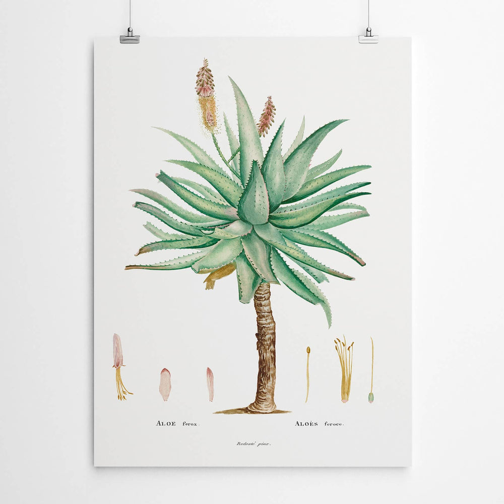 Vintage Aloe Ferox Painting