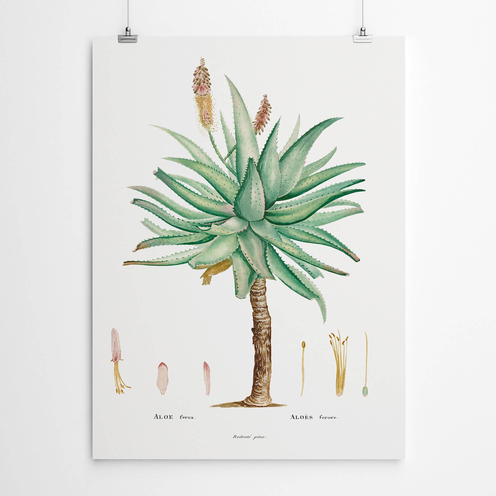 Vintage Aloe Ferox Painting
