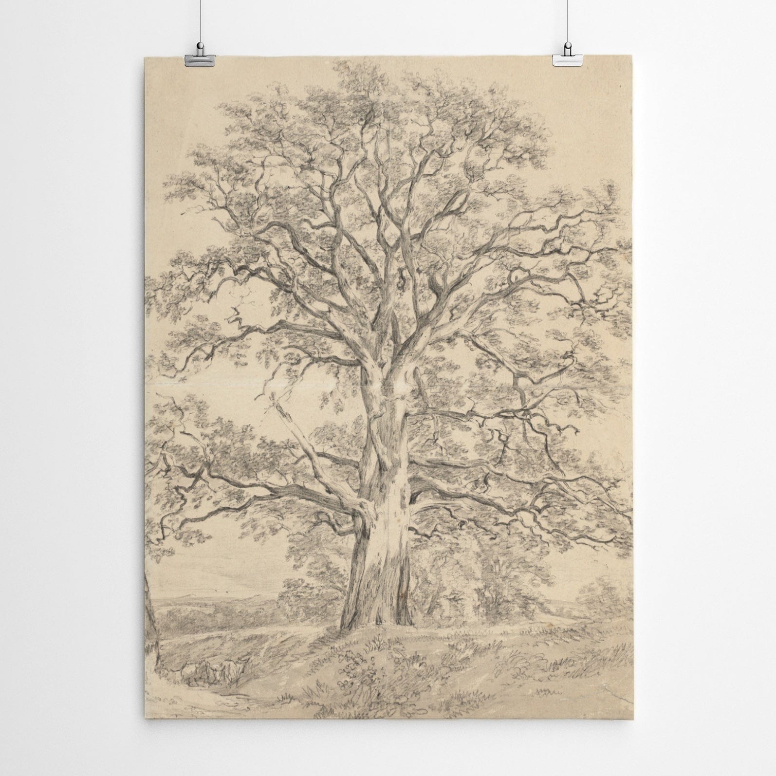 Vintage Tree Charcoal Drawing